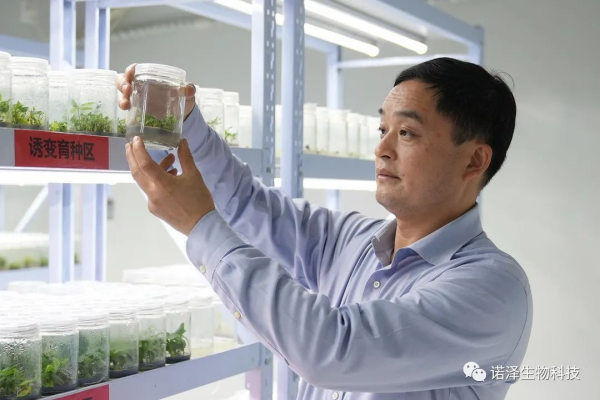 湖南諾澤生物科技有限公司,湖南健康植物提取物,保健品的原料有哪些,哪家公司的植物提取質(zhì)量更好